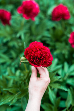 Woman holding uncut red peony in garden