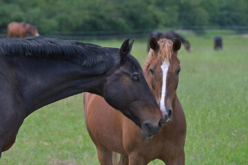 Two warmblood horses, sniffing each other. Bay and chestnut.
