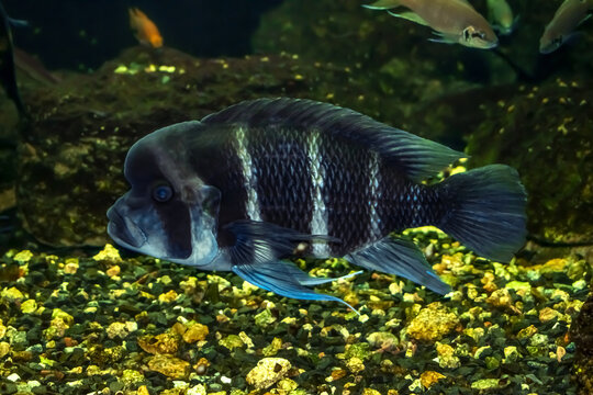 Blue-white striped Cyphotilapia frontosa fish swims underwater. Exotic african fish with a large hump on the forehead in the Exposition Aquarium Complex of Freshwater Fauna of DNU (Ukraine)