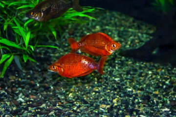 Obraz premium Two orange Red rainbowfish on the background of pebbles at the bottom of the aquarium. Beautiful wallpaper with a pair of goldfish