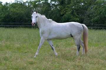 Obraz na płótnie Canvas A beautiful gray warmblood horse walking in a pasture.