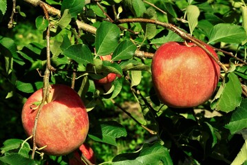 真っ赤なりんご