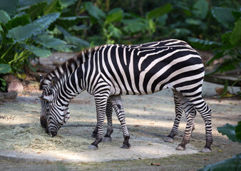 Two Zebras Searching for Food