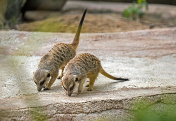 Two Meerkats Searching for Food