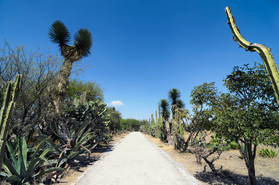 Cactus alley
