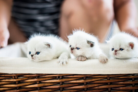 Three Little Kittens in a Basket