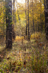 Sunlight makes its way through the branches of the trees.