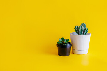 Cactus plant in a White pot and indoor plant green succulent in a black pot on a yellow background,...