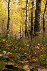 A path in the birch forest in October.