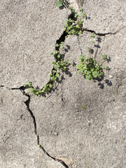 ヒビ割れたコンクリート