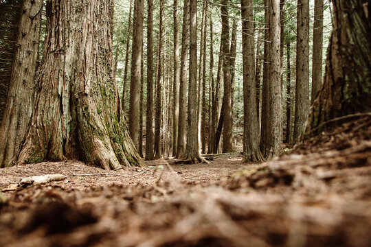 Low angle perspective of cedar forest.