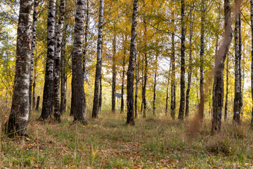 Sunny birch grove in the morning sun.