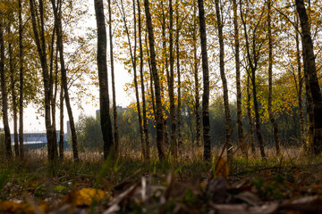 Obraz premium Sunny birch grove in the morning sun.