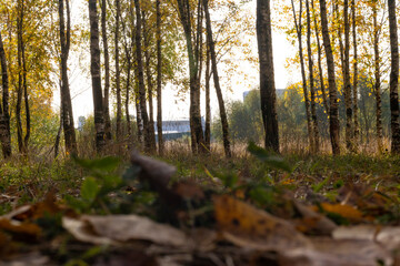 Sunny birch grove in the morning sun.