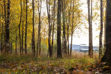 Sunny birch grove in the morning sun.