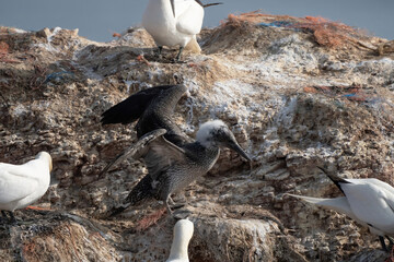Close-up of young Northern Gannet landing in a group adult birds with spread wings, Island Helgoland, Germany