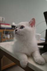 Chinchilla cat on the table