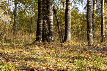 Sunny birch grove in the morning sun.