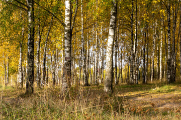 Sunny birch grove in the morning sun.
