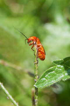 Small orange bug on a branch