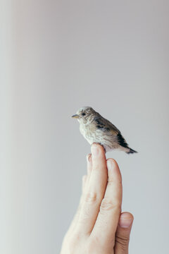 Detail of this cute Serin