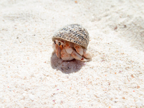 Little hermit crab