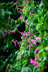 Tiny pink flowers