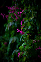 Obraz premium macro pink flowers