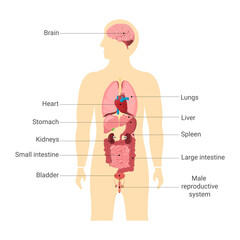 Human body internal organs with main parts labeled. Anatomy of body - obrazy, fototapety, plakaty