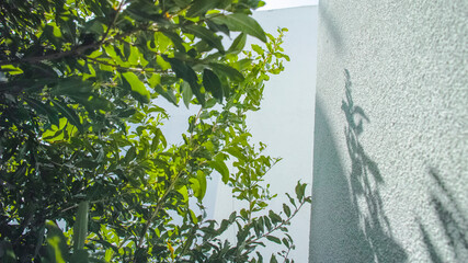 leaves on a wall