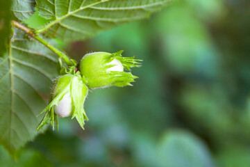 Young hazel, green hazelnut nuts, grow on a tree