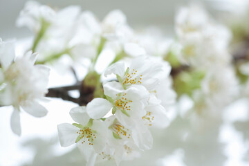 桜の花のアップ