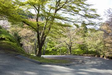 吉野山の桜