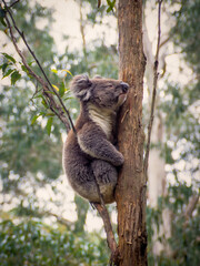 Koala on the Lookout