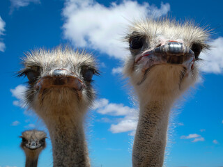 Nosy Ostriches