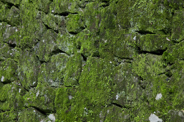 石垣の苔