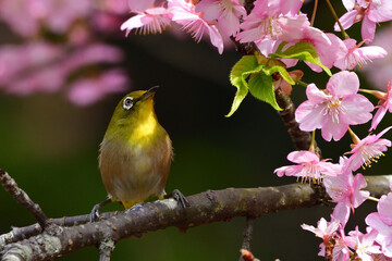 メジロと河津桜