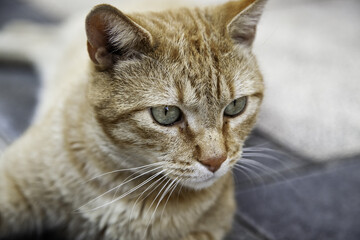 Orange cat resting street