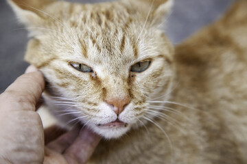 Person stroking cat
