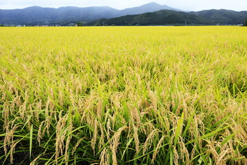 日本　遠野の風景