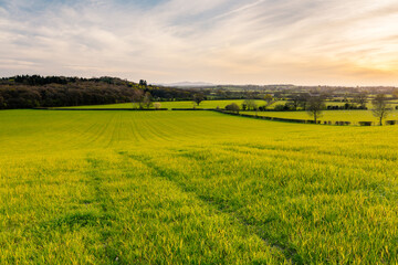 Sunset over a young wheat field