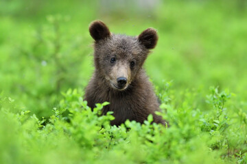 Brown bear cub sitting in the forest