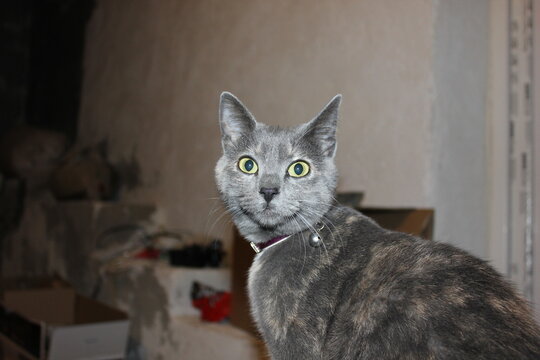 gato sorprendido en un trastero