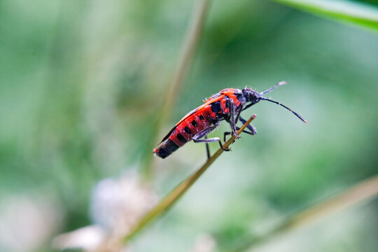 Red bedbug on a branch