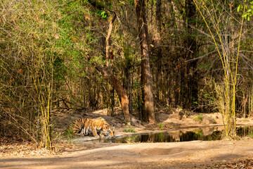 Wild female bengal tiger quenching her thirst from waterhole in morning safari at bandhavgarh national park or tiger reserve madhya pradesh india - panthera tigris