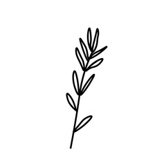 Fototapeta na wymiar Vector rosemary branch with a black line.Simple food and cooking illustration in doodle style on a white isolated background hand drawn.Design for social networks,web,banners,menus,recipes.