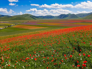 Obraz premium Lentil flowering with poppies and cornflowers in Castelluccio di Norcia, Italy