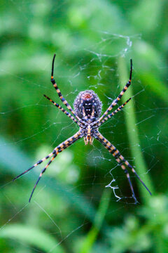 Spider in its cobweb