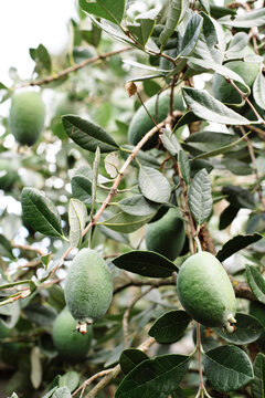 Feijoa fruit hanging on tree, New Zealand.