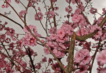 blossoms on trees early spring